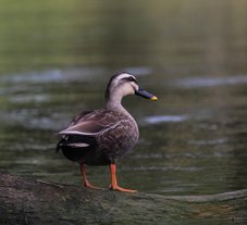 Eastern Spott-billed Duck