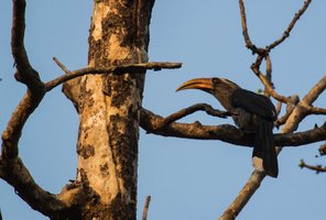 Malabar Hornbill
