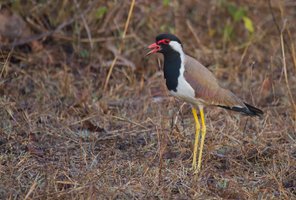 Red-wattled Lawping