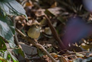 Booted Warbler