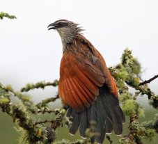 Ground Coucal